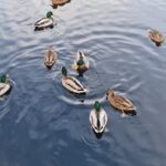 0137历史开奖号码完整统计与走势分析 izpvul50f